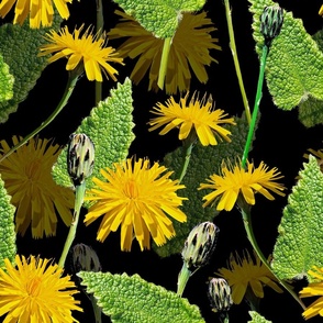 Design made from a photograph of dandelions with leaves on a black background