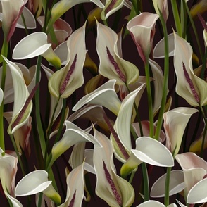 Calla lily on a dark background