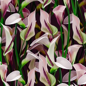 Pink Calla lily on a dark background