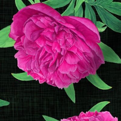 Non-directional Watercolour Pink Peony on Charcoal - Medium Scale