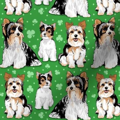 Biewer terriers on green with clovers 6 inch 