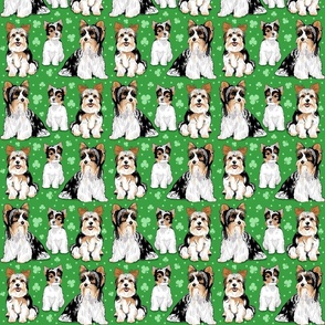 Biewer terriers on green with clovers 6 inch 