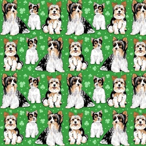 Biewer terriers on green with clovers 8 inch