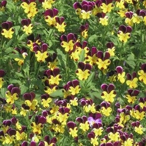 13x7-Inch Repeat of When Tiny Violas Fill My Garden - Bright Colors