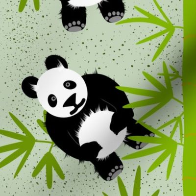 Panda Bears among Bamboo