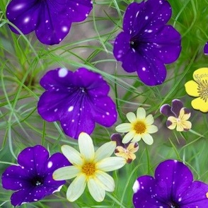 15 x 10 Inches Repeat of Night-Sky Petunias with Tickseed and Viola Flowers