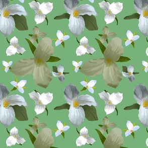 Trillium Flower green