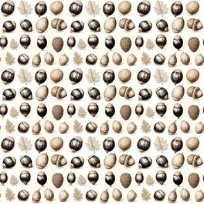 Rustic Country Acorn Nuts Sketched Ivory and Black Drawing