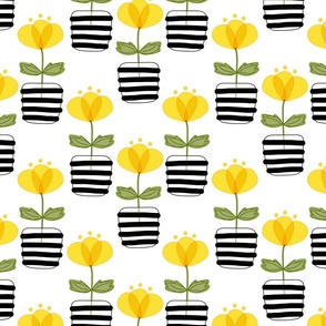 Medium Yellow Buttercup Flowers in Black and White Stripe Pots on White 