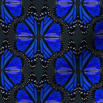 Blue Monarch Butterflies - Lifesize 