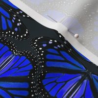 Blue Monarch Butterflies - Lifesize 