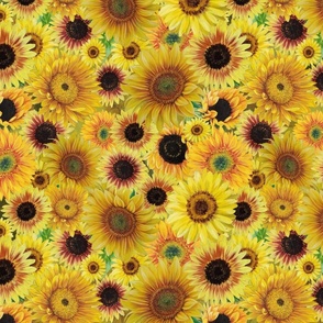 Sunflower Paintings