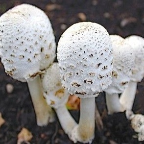 mushrooms