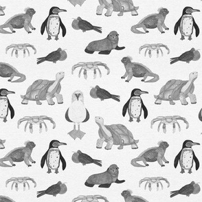 Galapagos Animals - Black and White