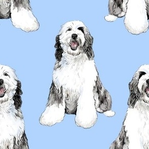 Sheepadoodle dog