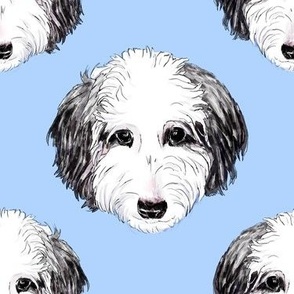 Sheepadoodle dog portrait 