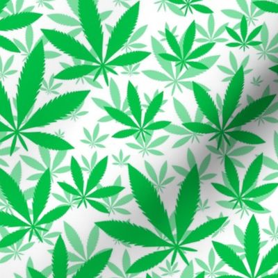Bigger Scale Marijuana Cannabis Leaves Grass Green on White