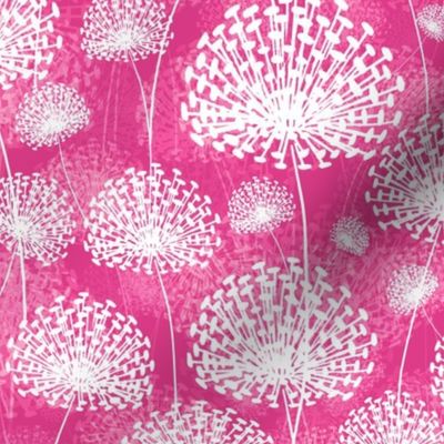 Dandelions hyper pink50
