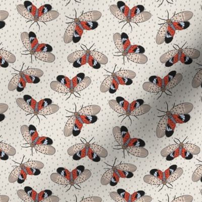 Spotted Lanternfly with cream background