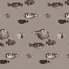 Acquario Fish taupe beige cream black dark chocolate neutral MEDUM scale 