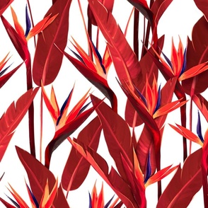 Red flowers of the Bird of Paradise on a white background 