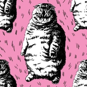fat cat lovers club