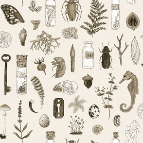 A Collection of Curiosities: A Sketchbook (Twig & Moth) – nature+