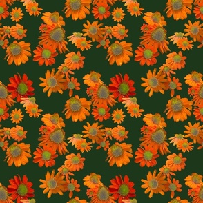 [Medium] Flowers Collage Echinacea Orange on Dark Green
