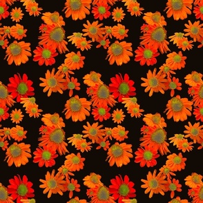 [Medium] Flowers Collage Echinacea Bright Orange on Black