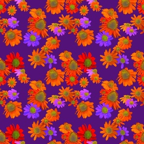 [Medium] Flowers Collage Echinacea Orange Purple