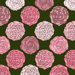 large floral pink and white camellias on dark green