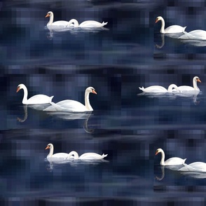 Swans in pairs on dark lake , large staggered.