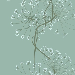 lace flower-sage on white 