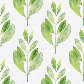 myrtus pimenta - hand-painted green leaf - watercolor botanical wallpaper