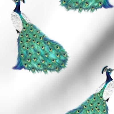 Peacock Bird in Aqua Teal and Blue on White