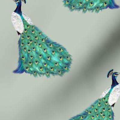 Peacock Bird in Aqua Teal and Blue on Sage Green