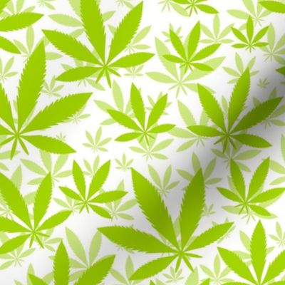 Bigger Scale Marijuana Cannabis Leaves Lime Green on White