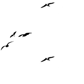 Black seagulls silhouettes  on white sky