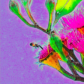 gumflower purple
