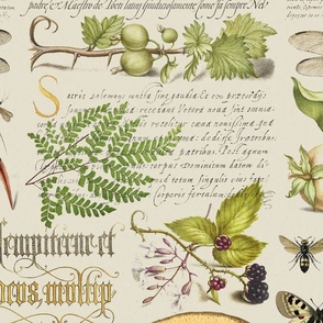 Botanical Treasures  By Joris Hoefnagel With Plants, Fruits And Calligraphy II Large Scale