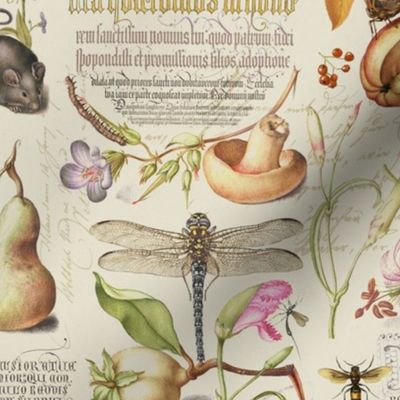 Botanical Treasures  By Joris Hoefnagel With Plants, Fruits And Calligraphy III Smaller Scale