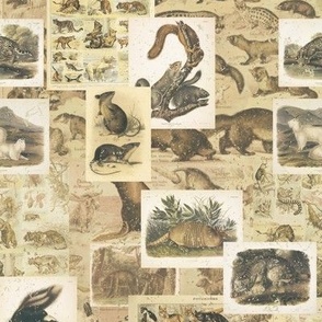 Antique animalia illustrations 