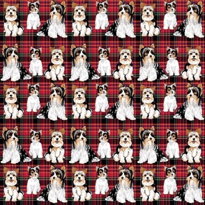 Biewer Terriers on red plaid 6 inch wide