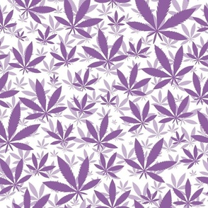 Bigger Scale Marijuana Cannabis Leaves Sunset Grape Purple on White