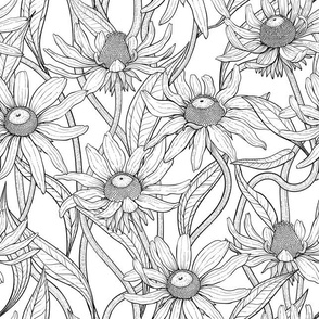 Rudbekia in black and white