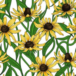 Yellow Rudbekia on white