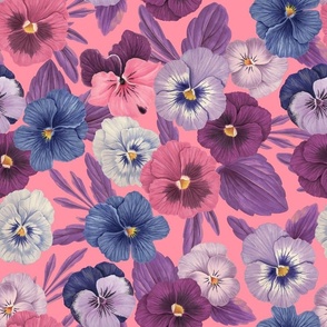 Colorful pansies on candy pink