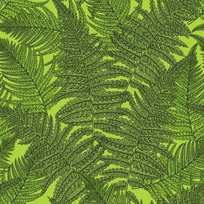 Fern in green