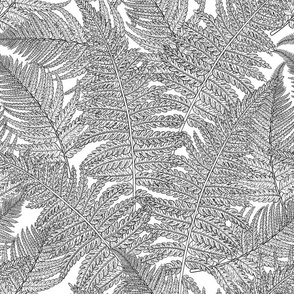 Fern in black and white