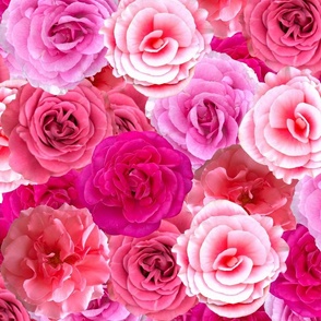 Pink Larger Than Life Flowers - From Pale Pink to Hot Pink